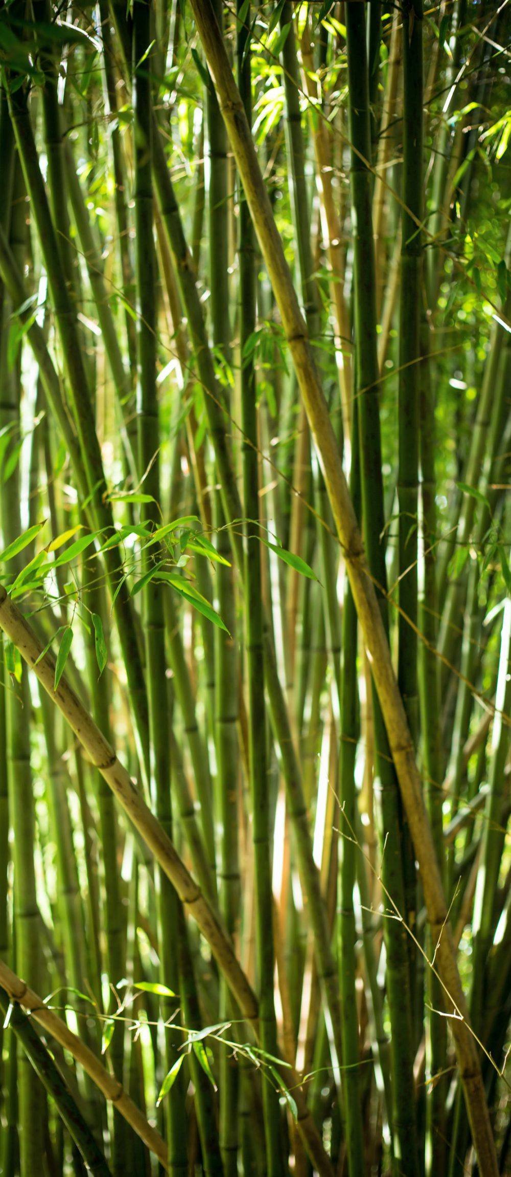 BAMBOO – Mount Everest Forest Botanical Alliance