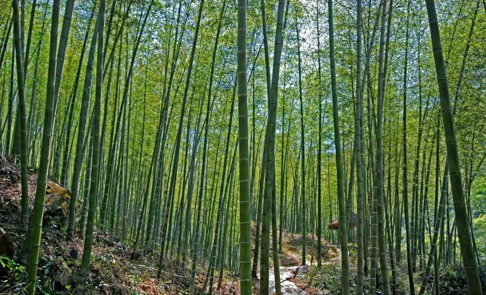 Bamboo plantation business Mount Everest Forest Botanical Alliance